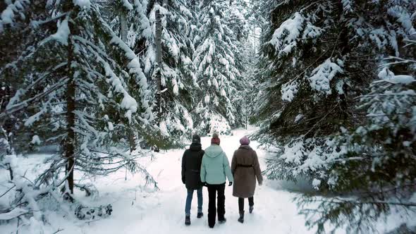 People Spend Leisure Time Walking Past Pine Trees