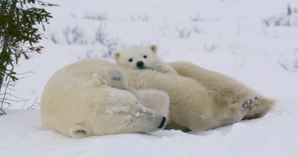 Wide shot of a Polar Bear sow and two cubs resting. One cub's back feet stick up in the air as it sq