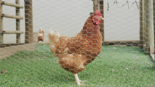 Close up of hen behind fence on farm