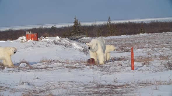 Three polar bears exploring snow covered area in Churchill, Manitoba,Canada