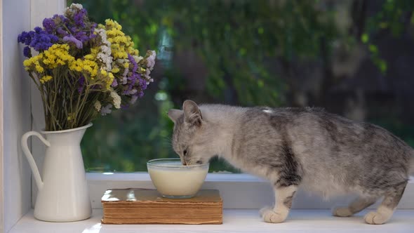 Cute little gray cat drinking milk from glass bowl on the windowsill