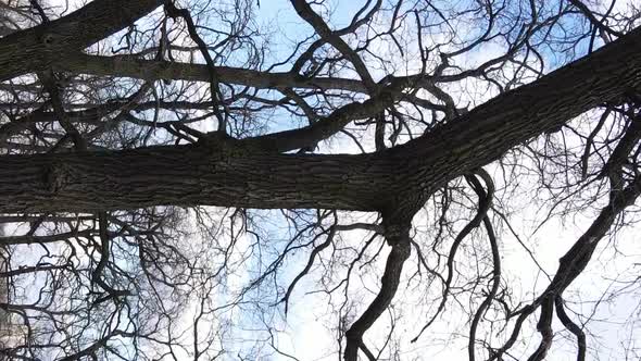 Vertical Video of the Forest with Trees Without Leaves Slow Motion