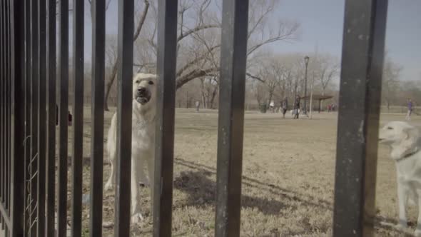 This is a shot of 2 dogs barking at a Dog Park. This is a static shot with minor slow motion to give