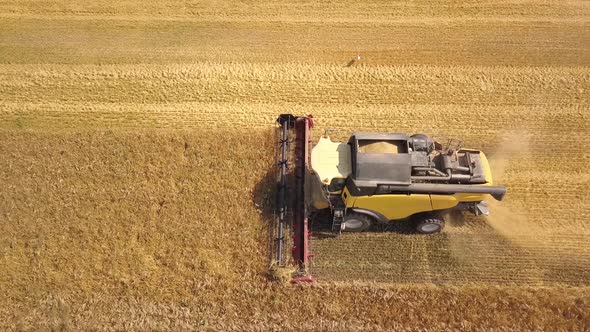 Aerial View of Combine Harvester Harvesting Large Ripe Wheat Field