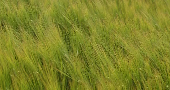 Green Ears Of Wheat Are Swaying In The Field