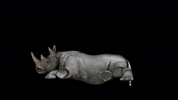 4K Rhino Sitting