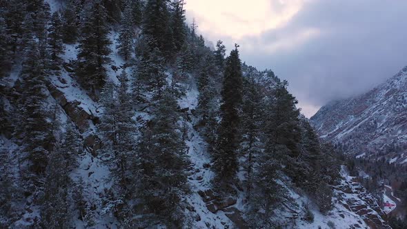 Flying up steep mountain forest growing on cliffs in the snow