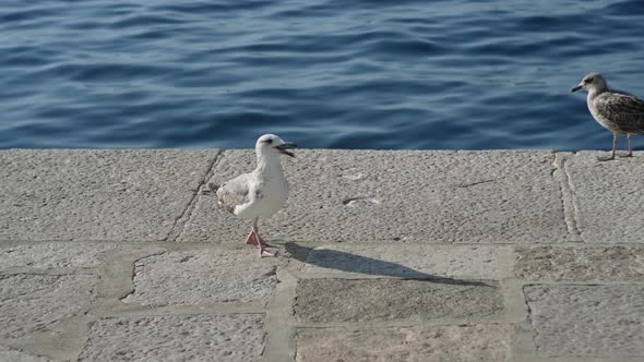 Seagulls on Seafront