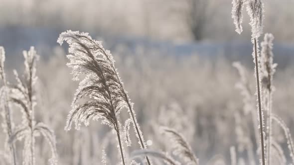 Close Up of Ears of Barley Moved By the Wind Natural Organic Food and Agriculture Concept