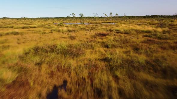 Aerial birdseye view of Dunika peat bog (mire) with small ponds in sunny autumn day, wide ascending