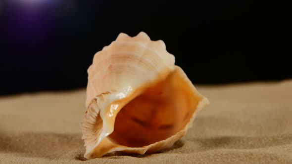 Unusual Marine Seashell on Sand, Black, Rotation, Macro, Close Up