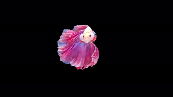 Siamese fighting fish (Betta splendens)