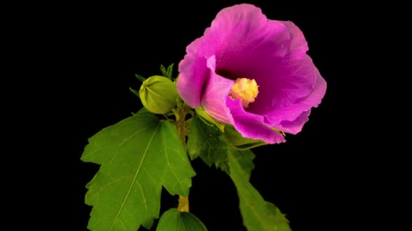 Pink Hibiscus Flower Blooming