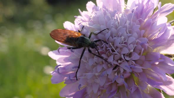 Macro shot of a big brown mosquito sucking out nectar of a purple flower in a green gras field and f