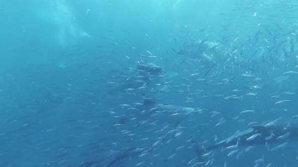 underground water footage of dolphins hunting sardines. Ocean sea water with dolphins hunting sardin