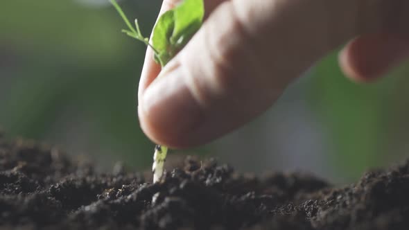 Hands Planting Young Tree Top View