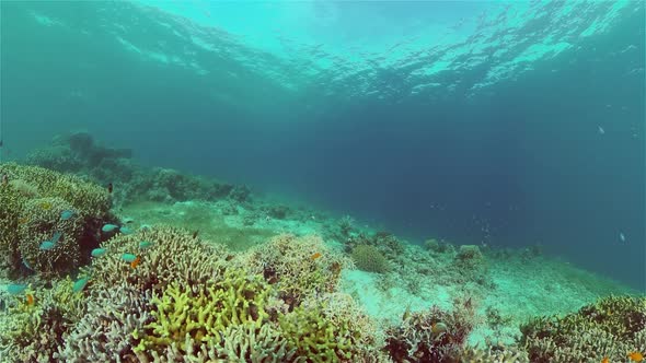 Coral Reef and Tropical Fish. Philippines.