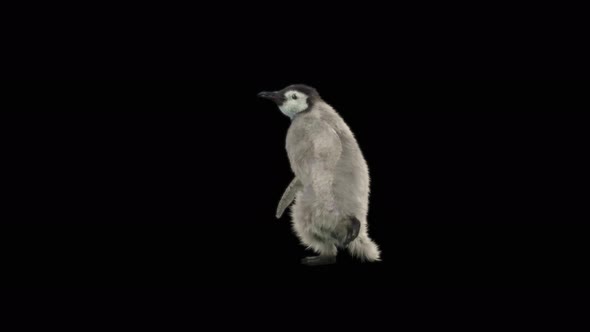 Penguin Dancing 4K