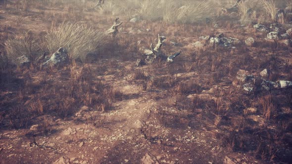 Dry Grass and Rocks Landscape