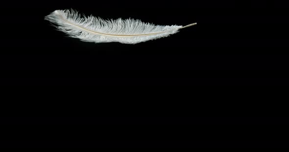 White Feather Falling against Black Background, Normandy, Slow Motion 4K