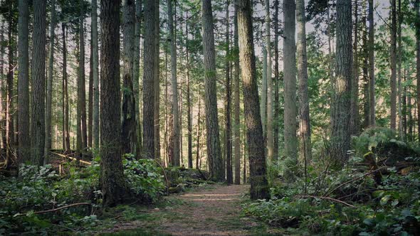 Passing Forest Trail At Sunset