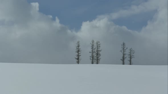 Tree and Branch stand with snow in winter