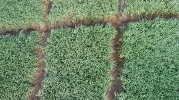 Aerial View of Island Meadows with Bamboo