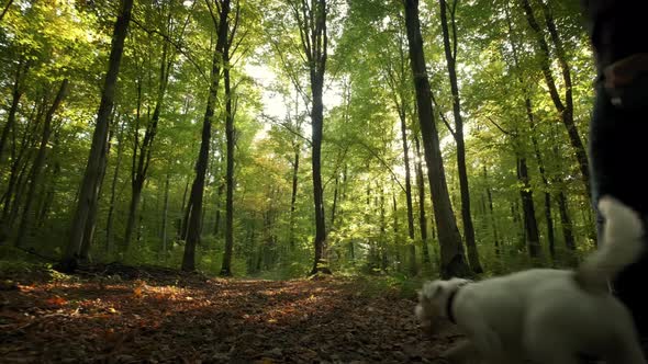 Woman Walking the Dog in the Park Forest