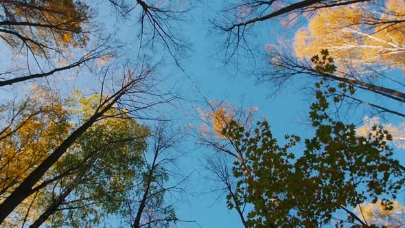 A Forest in an Autumn Season and Blue Clear Sky