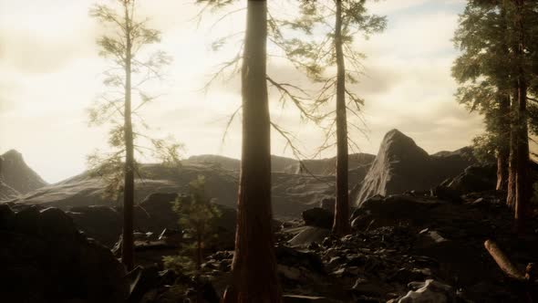 Trees in Fog in Mountains