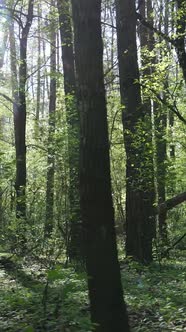 Vertical Video of Green Forest During the Day