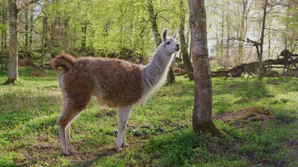 Llama stands next to tree. Shot on RED 120FPS UHD 4K, uploaded in 16-bit ProRes 444.