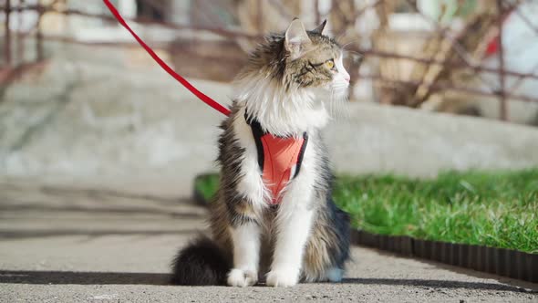 Beautiful fluffy cat on a leash sitting outside in Sunny weather. Walking Pets. Slow motion.