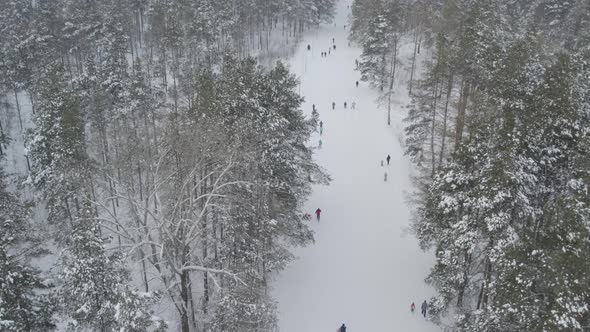 Winter Sports In The Forest