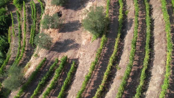 Vineyards in Douro Valley, Portugal