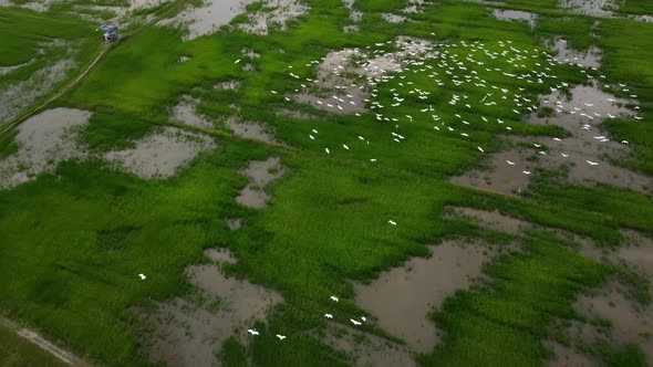 Aerial look down egret birds fly