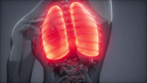 Human Lungs Radiology Exam alt