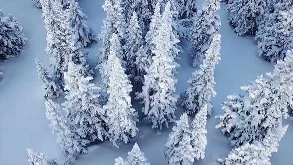 Drone Footage Over the High Alpine Mountains and Winter Forests of the Baikal Mountains, a High