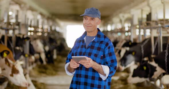 Cow breeder checking on livestock and using digital tablet