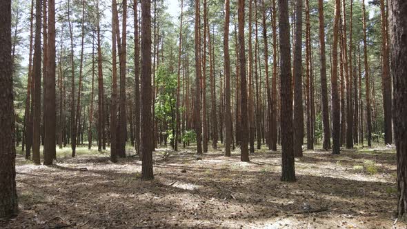 Natural Forest Landscape By Day