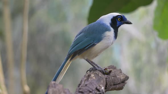 Close up shot of tropical Green Jay Bird perched on branch in rainforest of America - Eating some wi