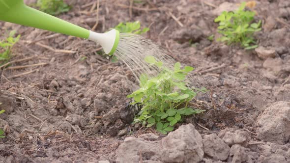 Growing to learn sprouts watered from a watering canto plant tree garden