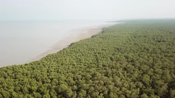 Aerial view mangrove trees near coastal