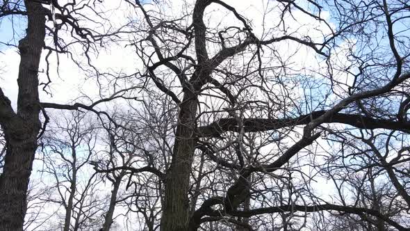 Aerial View of a Forest Without Leaves Slow Motion