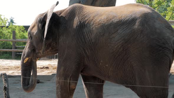 Young Elephant Walking Around in an Enclosure in the Zoo