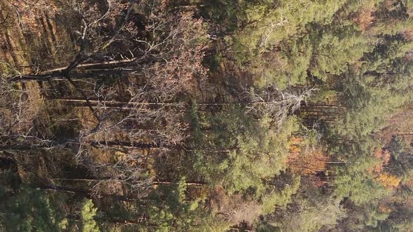 Vertical Video of Trees in the Forest in Autumn