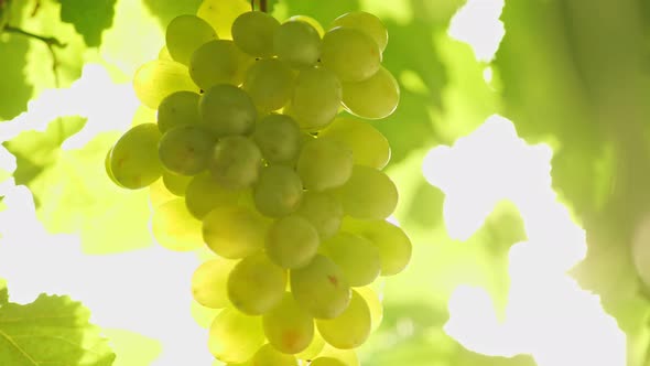 Ripe Bunch of White Grapes in the Rays of the Setting Sun