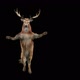 57 Deer Dancing HD - VideoHive Item for Sale