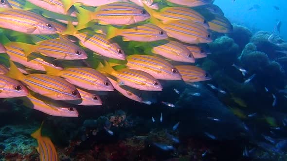 the screen filled with yellow fish all swimming together