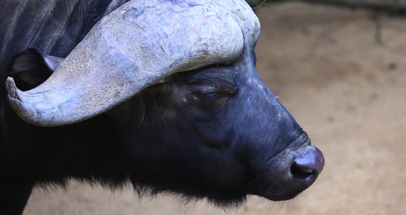 Close Up of an African Buffalo Syncerus Caffer or Cape Buffalo Eating in the Savannah of South